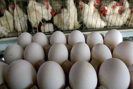 هدف‌گذاری امسال برای تولید۱.۴میلیون تن تخم‌مرغ - خبرگزاری مهر | اخبار ایران و جهان