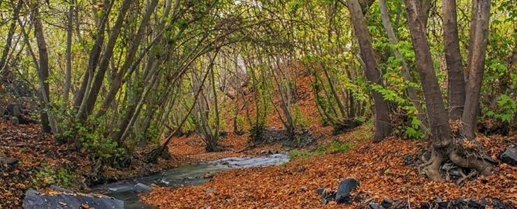 مشهد در پاییز؛ زیبایی هایی که نمی دانستید