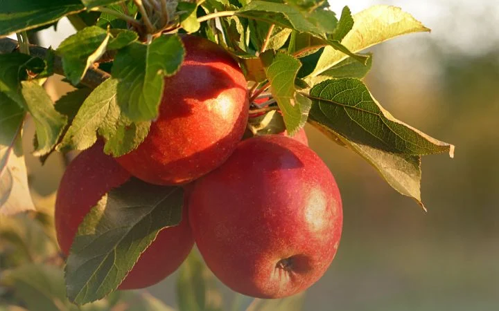 مزایای محلول پاشی سرکه چوب در کشاورزی​