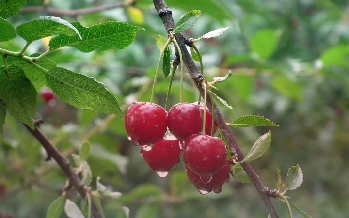 کشاورزی سرکه چوب