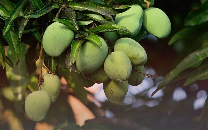 کشاورزی خرید سرکه چوب
