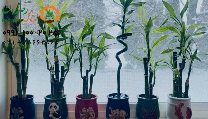 گیاهان مناسب برای فنگ شویی: راهنمای انتخاب و قراردهی گیاهان برای انرژی مثبت در خانه