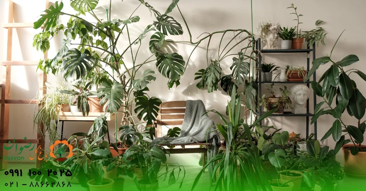 گیاهان مناسب برای فنگ شویی: راهنمای انتخاب و قراردهی گیاهان برای انرژی مثبت در خانه